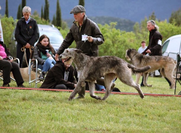 QUILLAN RALIE 2019 NATIONALE D’ELEVAGE  IRISH WOLFHOUND