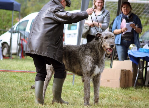 QUILLAN RALIE 2019 NATIONALE D’ELEVAGE  IRISH WOLFHOUND