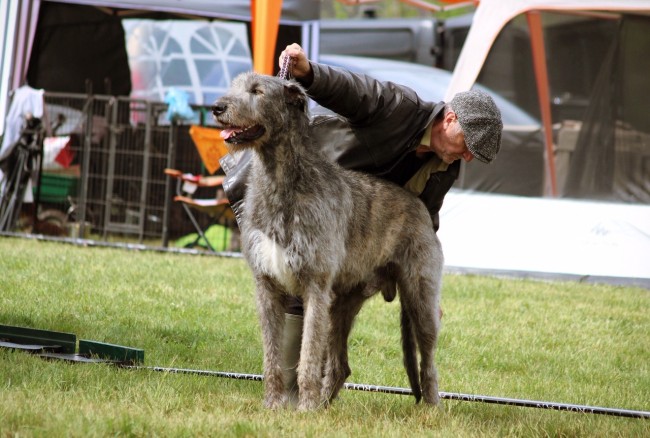 QUILLAN RALIE 2019 NATIONALE D’ELEVAGE  IRISH WOLFHOUND