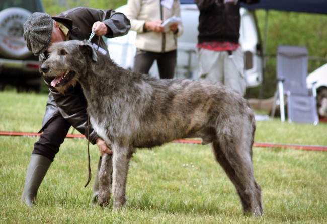 QUILLAN RALIE 2019 NATIONALE D’ELEVAGE  IRISH WOLFHOUND