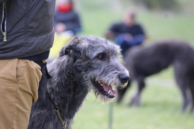 QUILLAN RALIE 2019 NATIONALE D’ELEVAGE  IRISH WOLFHOUND