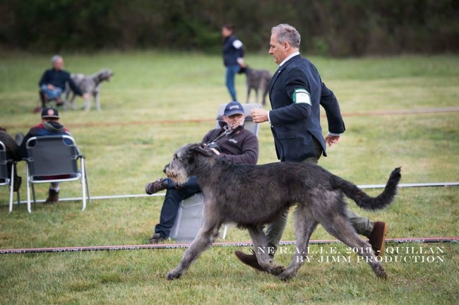 QUILLAN RALIE 2019 NATIONALE D’ELEVAGE  IRISH WOLFHOUND