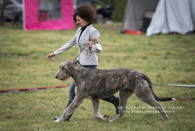 QUILLAN RALIE 2019 NATIONALE D’ELEVAGE  IRISH WOLFHOUND