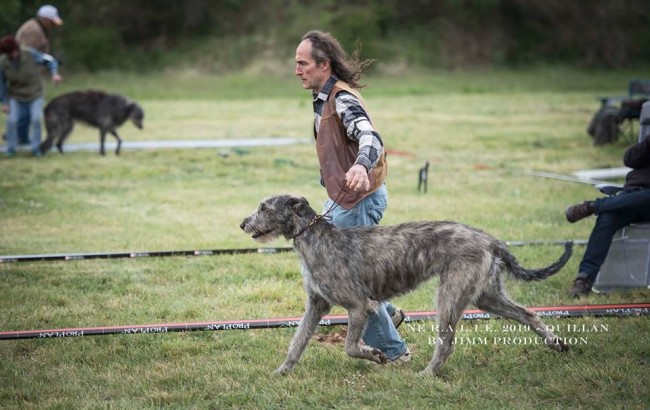 QUILLAN RALIE 2019 NATIONALE D’ELEVAGE  IRISH WOLFHOUND