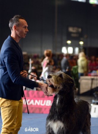 Salzburg International Dog show Will Scarlet completed the Austrian Championship