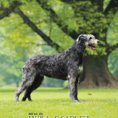 Sighthound Review - USA- Volume 8 Issue 4 Winter 2017-2018  Cover Will Scarlet