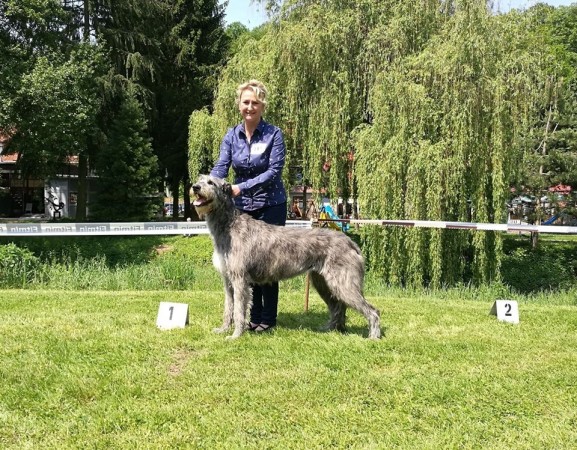 Sighthound Speciality Show Konopiště 25.5.2019 James Hood Vlčí píseň - Ex.1, CAC and Holy Vlčí píseň - Ex.1, CAC, Special show winner, BOS