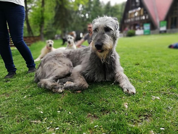 Sighthound Speciality Show Konopiště 25.5.2019 James Hood Vlčí píseň - Ex.1, CAC and Holy Vlčí píseň - Ex.1, CAC, Special show winner, BOS