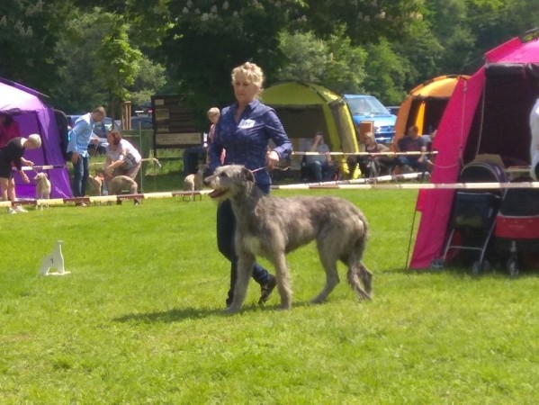 Sighthound Speciality Show Konopiště 25.5.2019 James Hood Vlčí píseň - Ex.1, CAC and Holy Vlčí píseň - Ex.1, CAC, Special show winner, BOS