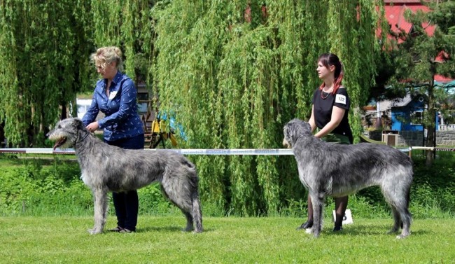 Sighthound Speciality Show Konopiště 25.5.2019 James Hood Vlčí píseň - Ex.1, CAC and Holy Vlčí píseň - Ex.1, CAC, Special show winner, BOS