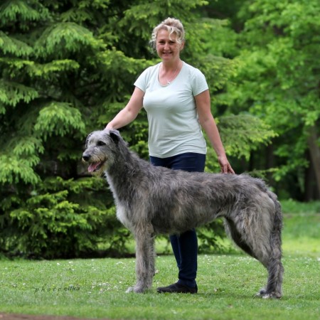 Sighthound Speciality Show Konopiště 25.5.2019 James Hood Vlčí píseň - Ex.1, CAC and Holy Vlčí píseň - Ex.1, CAC, Special show winner, BOS