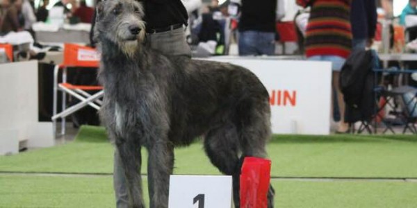 Sighthound Specialty Perpignan France - RALIE Noor Of Muma  (40 entries) got CAC CACIB and BOB