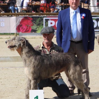 Sighthound Specialty Pompadour  - Du Cerbat results