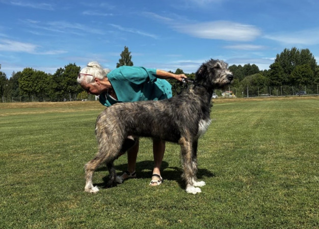 🇸🇪 Swedish Irish Wolfhound Club Specialty at Skokloster Summer Show