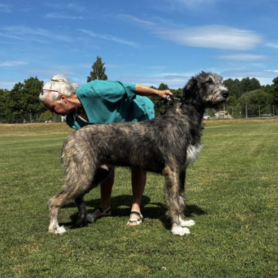 🇸🇪 Swedish Irish Wolfhound Club Specialty at Skokloster Summer Show