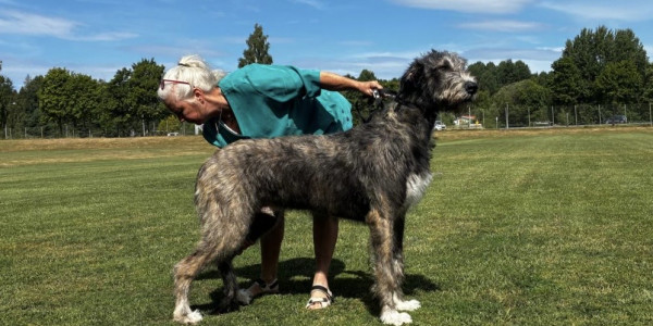 🇸🇪 Swedish Irish Wolfhound Club Specialty at Skokloster Summer Show