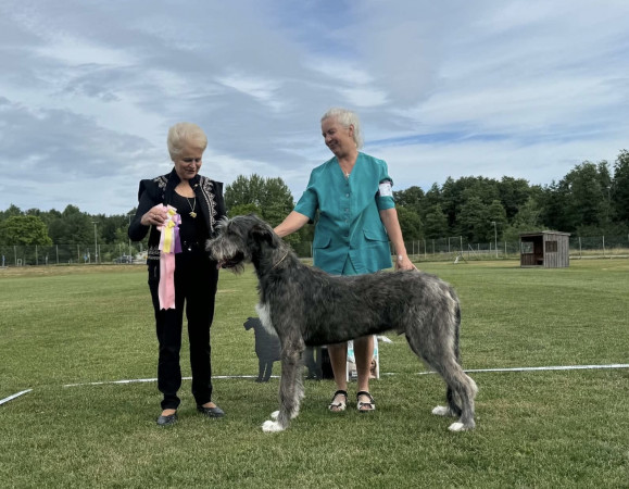 🇸🇪 Swedish Irish Wolfhound Club Specialty at Skokloster Summer Show