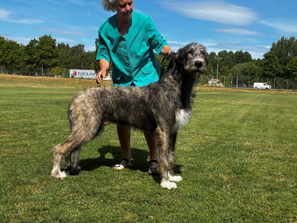 🇸🇪 Swedish Irish Wolfhound Club Specialty at Skokloster Summer Show