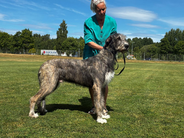 🇸🇪 Swedish Irish Wolfhound Club Specialty at Skokloster Summer Show