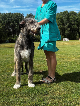 🇸🇪 Swedish Irish Wolfhound Club Specialty at Skokloster Summer Show