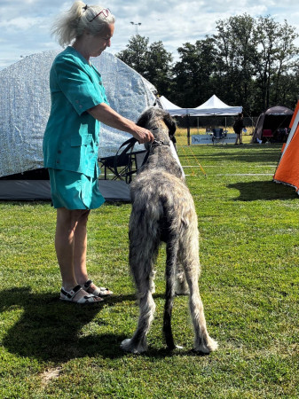 🇸🇪 Swedish Irish Wolfhound Club Specialty at Skokloster Summer Show