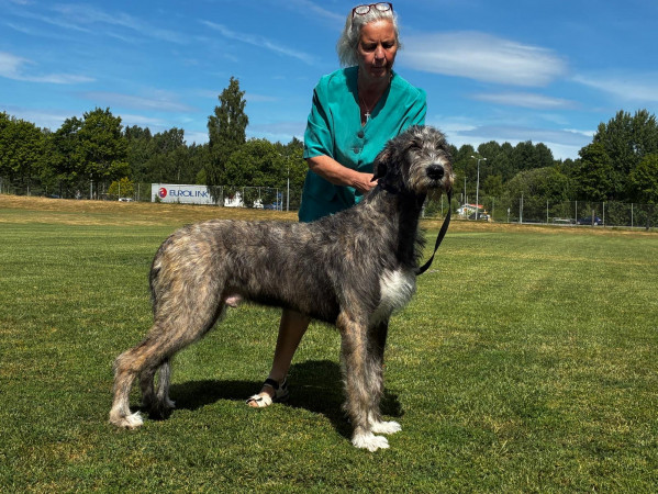 🇸🇪 Swedish Irish Wolfhound Club Specialty at Skokloster Summer Show