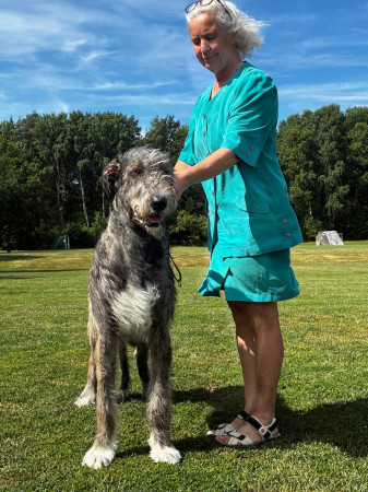 🇸🇪 Swedish Irish Wolfhound Club Specialty at Skokloster Summer Show