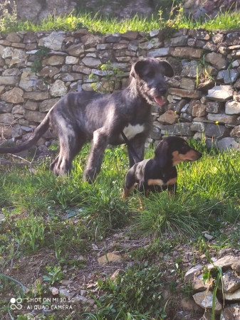 The ten puppies of the “Absolute Beginners” litter live in wonderful families, this fills our hearts with joy