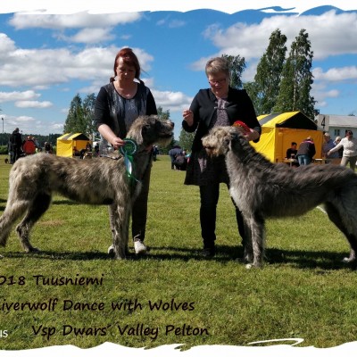 Tuusniemi Dog Show Finland - Dwars'Valley Pelton   got BOS