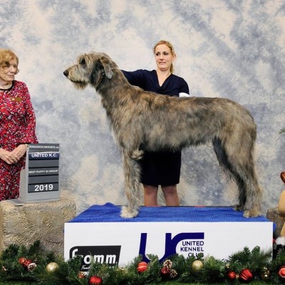 United Kennel Club Limited Breed Show   Number 1 Irish Wolfhound Puppy in Canada Gypsy  - Three Little Birds' Grooving ToThe Music