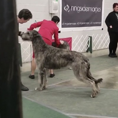 Wildwood kennel club Canada - Castlekeep’s Scarlet Magnolia Friday and Saturday got  two BOB and a cut in group