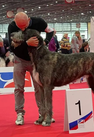 WOLFHOUNDS - EUROPEAN DOG SHOW 20220 PARIS - FRANCE ARABERARA BERLICH IS EUROPEAN JUNIOR WINNER