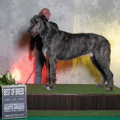 wolfhounds- “Insubria Winner 2022” Busto Arsizio  Araberara Berlich