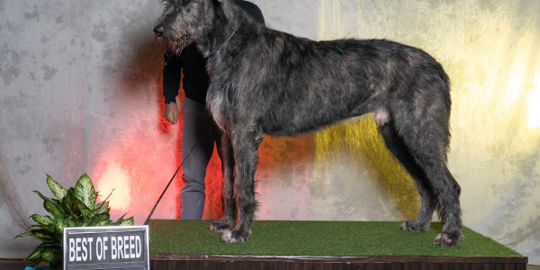 wolfhounds- “Insubria Winner 2022” Busto Arsizio  Araberara Berlich