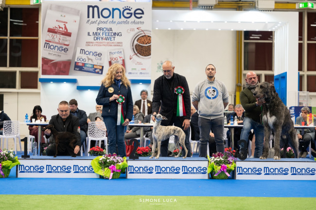 Wolfhounds - International Dog Show- Reggio Emilia  Araberara  Berlich