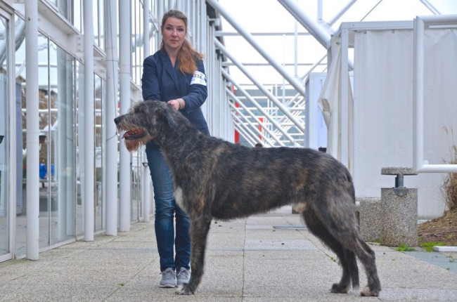 Wolfhounds - International Dog Show- Reggio Emilia  Araberara  Berlich