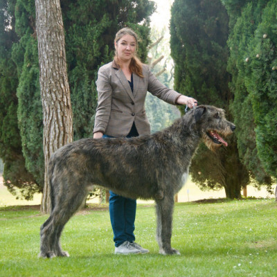 Wolfhounds- Sighthound National Specialty Padenghe sul Garda Araberara Berlich CAC