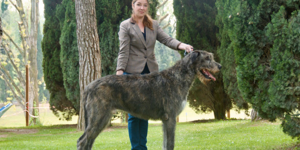 Wolfhounds- Sighthound National Specialty Padenghe sul Garda Araberara Berlich CAC