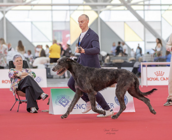 WORLD DOG SHOW 2026 GALLERY