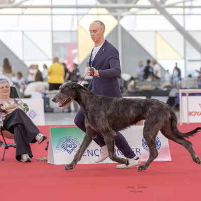 WORLD DOG SHOW 2026 GALLERY