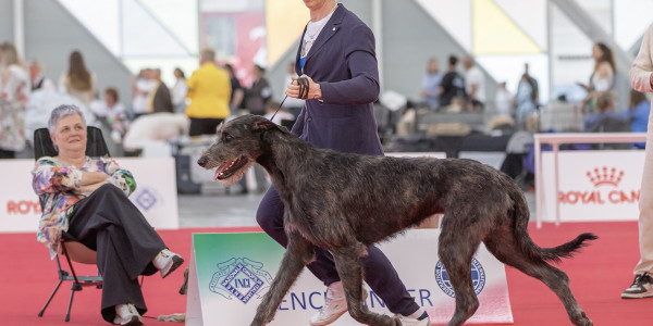 WORLD DOG SHOW 2026 GALLERY