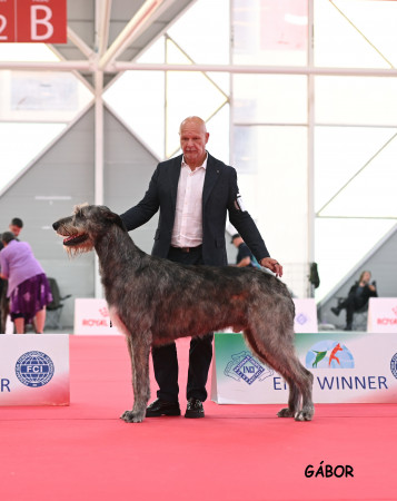 WORLD DOG SHOW 2026 GALLERY
