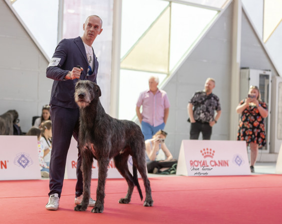 WORLD DOG SHOW 2026 GALLERY