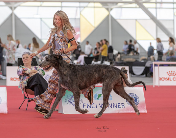 WORLD DOG SHOW 2026 GALLERY