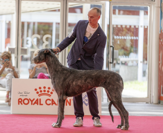 WORLD DOG SHOW 2026 GALLERY