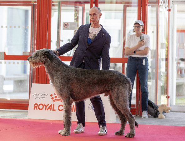 WORLD DOG SHOW 2026 GALLERY