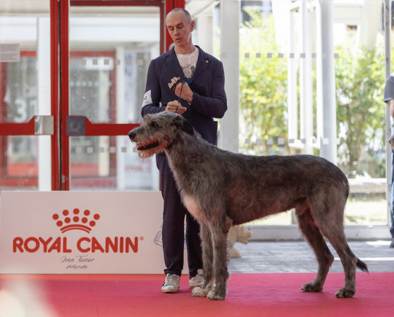 WORLD DOG SHOW 2026 GALLERY