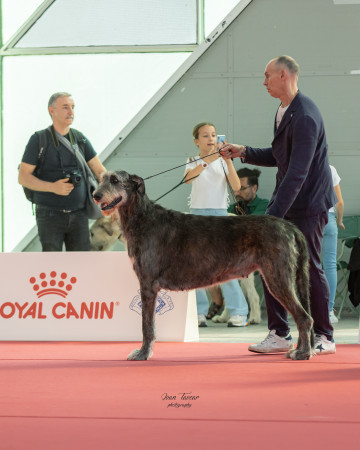 WORLD DOG SHOW 2026 GALLERY