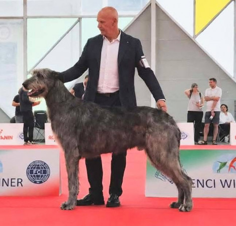 WORLD DOG SHOW 2026 GALLERY